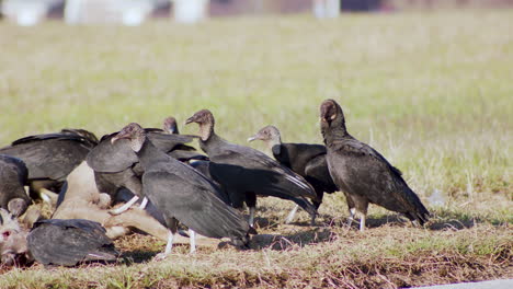 Black-Vultures-fight-and-eat-over-a-dead-deer-on-the-side-of-a-road