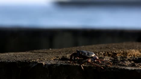 Crab-has-a-breakfast-on-the-rock