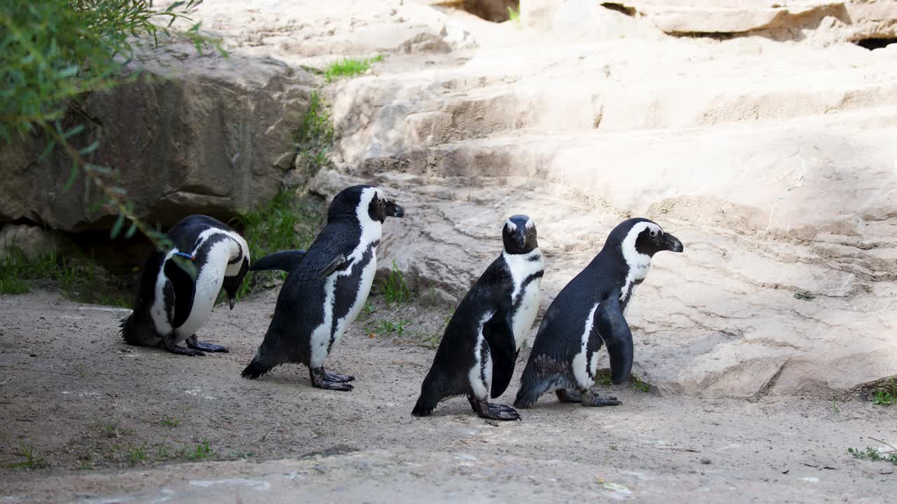 Three African penguins walk together on sunlit rocky ground, natural light, steady camera, daytime