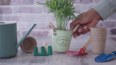 herramientas y plantas de jardinería