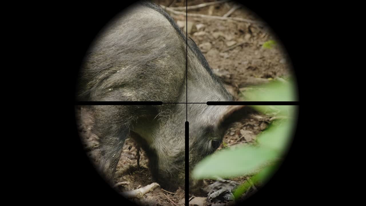 View through a rifle optical sight on a wild animal in the forest. The hunter takes aim at the boar