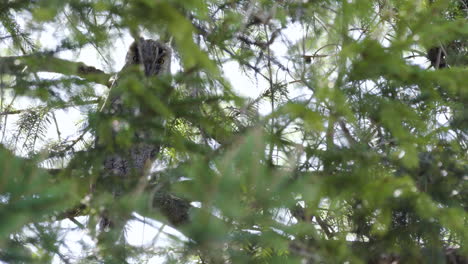 mature long-eared owl staring intently at viewer from behind dense foliage-static shot