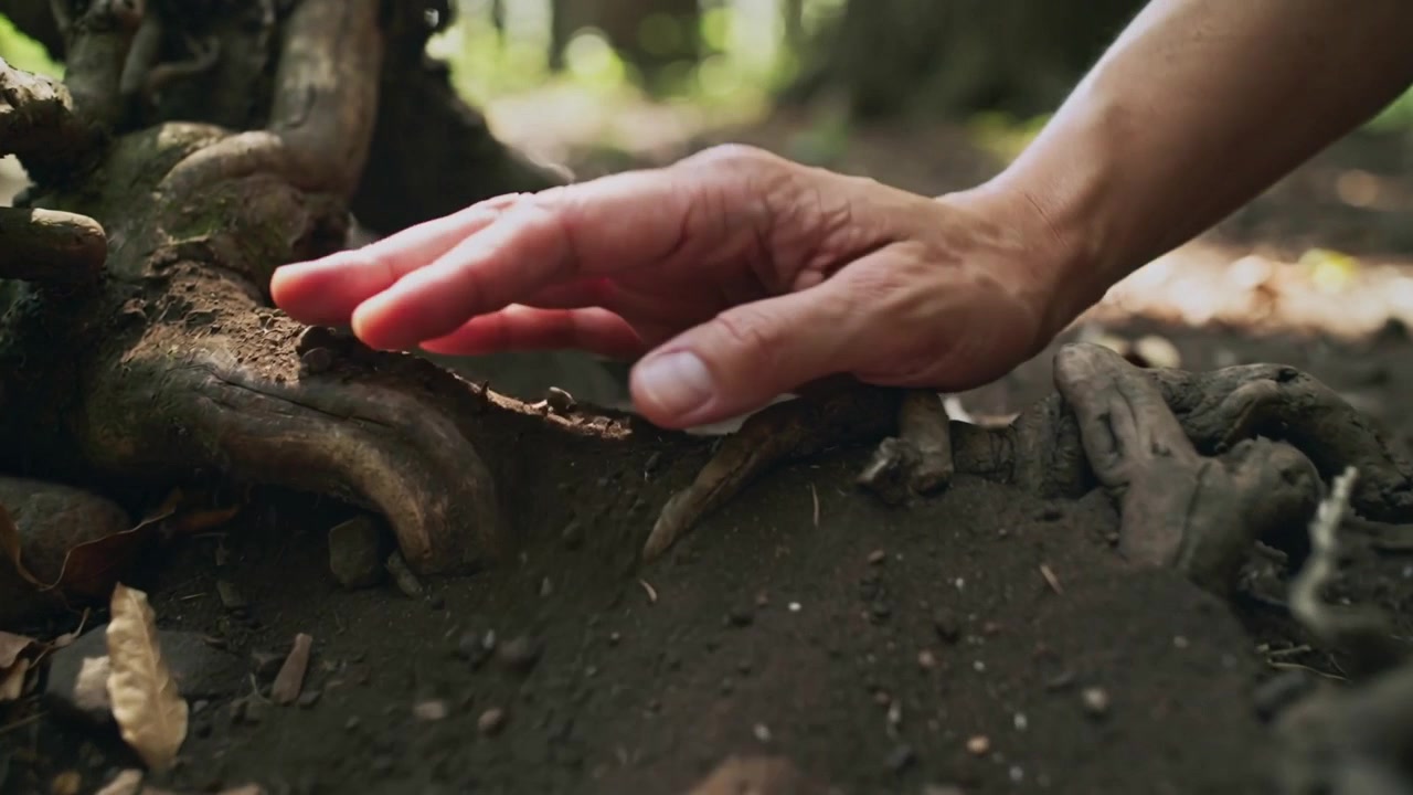 Placing bare forearm and hand on forest floor, scooping soil, pinching pebble and examining roots