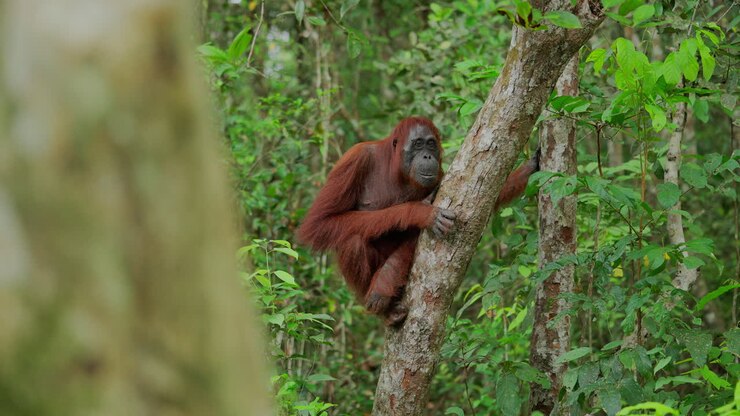 Orangutan in the rainforest