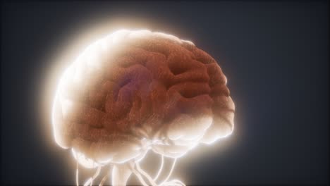 modelo animado del cerebro humano