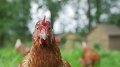 curious hen walking towards camera in slow motion close up