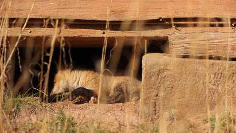 un cachorro de zorro rojo estadounidense bajo una estructura urbana mientras juega con algo de hierba