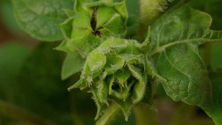 Young Green Sunflower Bud With Detailed Textures And Natural Foliage Around The Plant. Close-up Shot