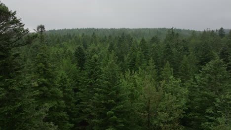 vista aérea de un bosque verde y exuberante