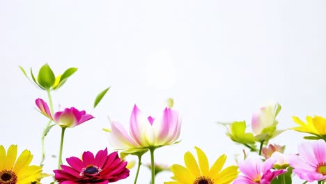 colorful flowers grow upward against a white background, showcasing vibrant hues of pink and yellow in full bloom