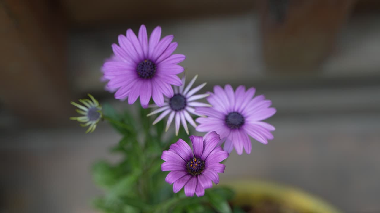 Poches Dimorphotheca flowers bloom on a tub.