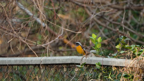 Male-Daurian-Redstart-perching-on-top-of-chain-link-fence,-alert-and-attentive