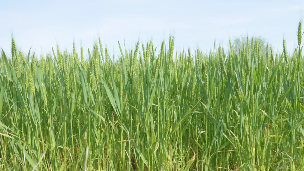 trigo en campos de campo que soplan con el viento en un espacio de copia de día soleado