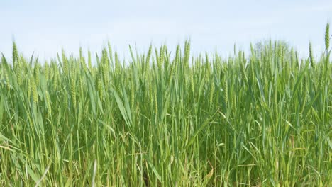 Weizen-Auf-Landschaftsfeldern,-Die-An-Einem-Sonnigen-Tag-Mit-Dem-Wind-Wehen,-Kopierraum