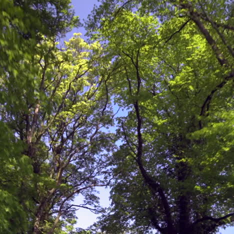 trees and sky from a moving sky some telegraph poles