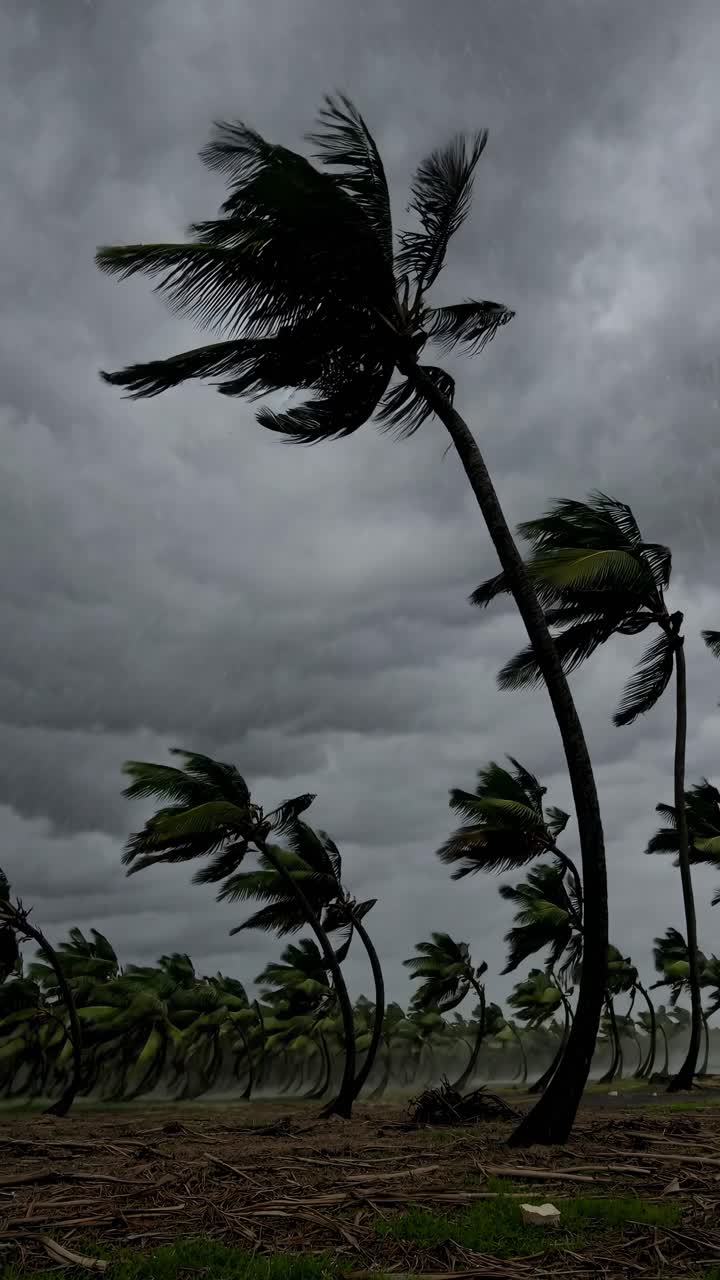 Dramatic low-angle video shot of palm trees bending in strong winds under a stormy sky