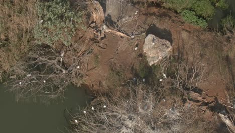 drones aéreos de lagartos de monitoreo de agua tomando el sol en una isla de pájaros en invierno