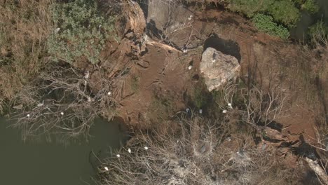 drone aerial of water monitor lizards sunning on a bird island in the winter