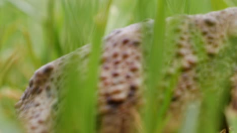 large green toad side shot while hiding in green grass. deep breathing. starts to crawl in the end. macro close up shot.