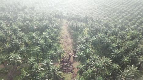 Tractor-Aéreo-En-La-Plantación-Para-Limpieza-De-Tierras.