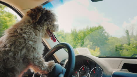 Süßer-Welpenfahrer-Fährt-Einen-Autohundefahrer-Und-Lustiges-Video-Mit-Tieren