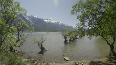 famoso grupo de sauces junto a la orilla del lago wakatipu, nueva zelanda