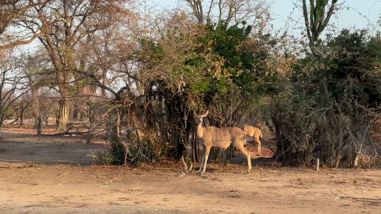 Hunkudu (Tragelaphus strepsiceros) i tørsæsonen ved bredden af Shire-floden i Liwonde Nationalpark, Malawi.