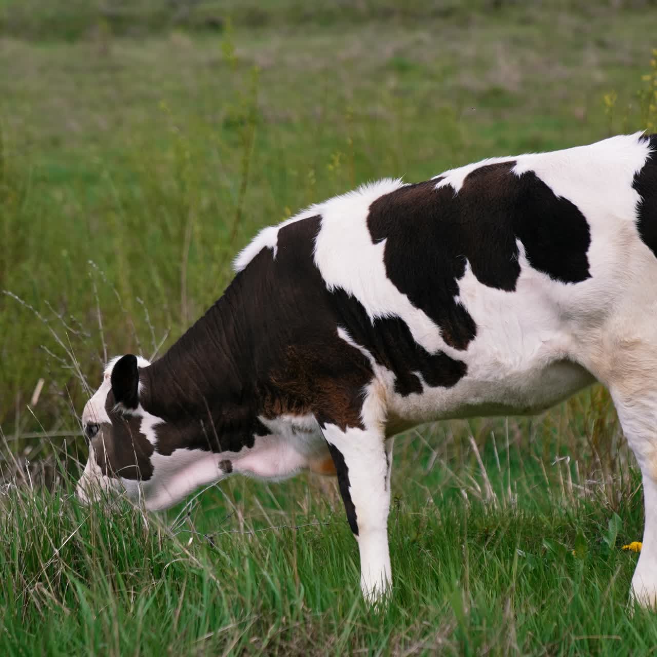 Young cow grazing at the field. Black and white cow walking at the field