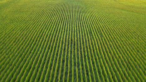 flying just slightly over a large field of fresh corn crops