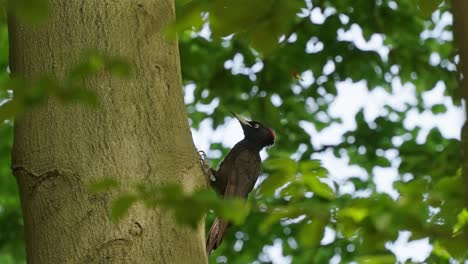 Pájaro-Carpintero-Negro-Posado-En-El-Tronco-Del-árbol-Y-Buscando-Comida