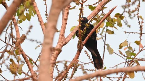 visto dentro de las ramas desnudas sacudiendo su cuerpo listo para posarse antes de que llegue la noche, koel asiático, eudynamys scolopaceus, macho, tailandia