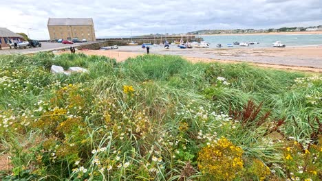 wildflowers and boats by the scottish coastline