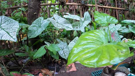 Hojas-Húmedas-Y-Brillantes-De-Plantas-Al-Aire-Libre-Que-Crecen-En-Un-Pequeño-Patio-Trasero-Después-De-La-Lluvia---Pan-A-La-Derecha