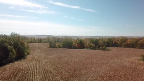 Sobrevuelo-De-Drones-De-Un-Gran-Campo-De-Maíz-Listo-Para-Ser-Cosechado-Rodeado-De-Madera-En-El-Medio-Oeste,-EE.UU.