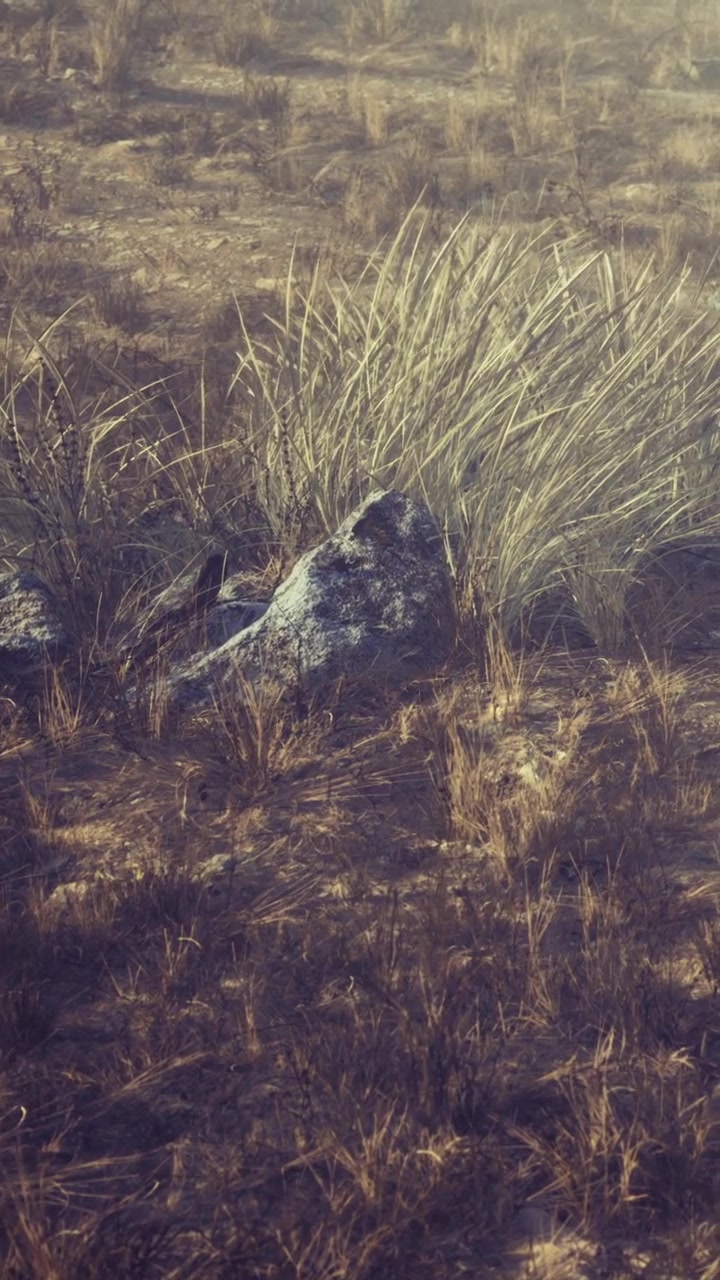 Rocks and grass in a dry field during daytime with sunlight