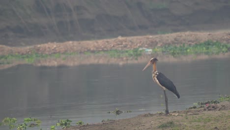 a lesser adjutant stork standing on a riverbank in the chitwan national park