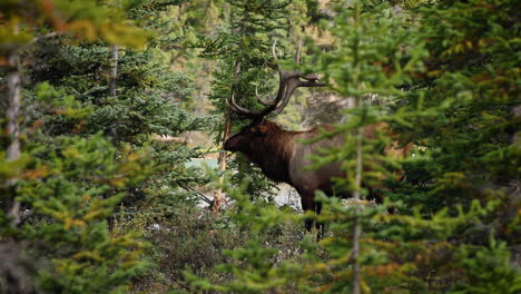 bullenelch reibt während der brunftzeit einen kleinen nadelbaum mit seinem geweih im jasper-nationalpark, alberta, kanada