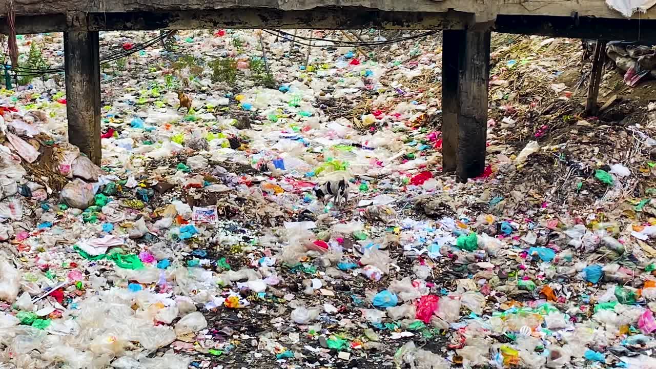un grupo de perros callejeros busca entre el paisaje de basura bajo un puente