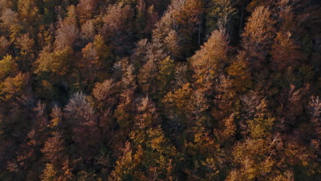 Toma-Panorámica-Suave-Hacia-Abajo-Sobre-Un-Bosque-En-Otoño-4k-Pro-Res