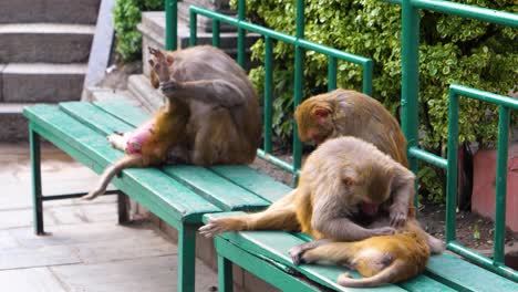 group of monkeys seen grooming each other sitting on green bench monkey temple in kathmandu nepal