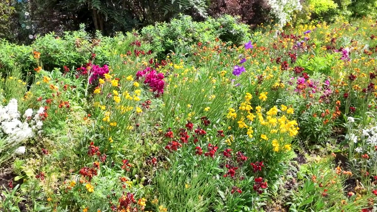 Weitwinkelaufnahme schwenkt über farbenfrohes Wildblumenbeet unter hellem Sommerlicht.
