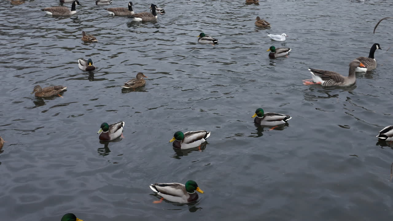 공원의 연못에서 수영하는 물 속에서 거위와 무어 암탉이 있는 오리 떼