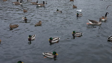 una bandada de patos con gansos y gallinas moras en el agua nadando en un estanque en un parque