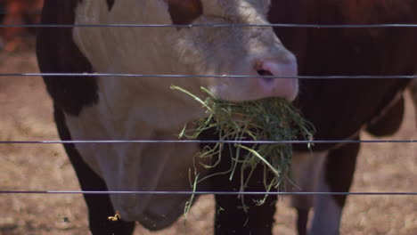 ganado comiendo hierba verde fresca en el rancho