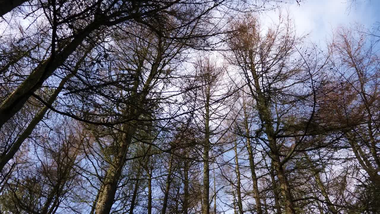 copas de los árboles en un bosque maduro que sopla en un viento racheado