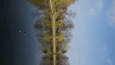 Tiro-Vertical-De-Patos-En-El-Lago-En-Un-Parque-Público