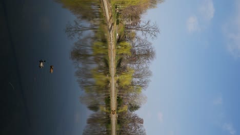 disparo vertical de patos en el lago en un parque público