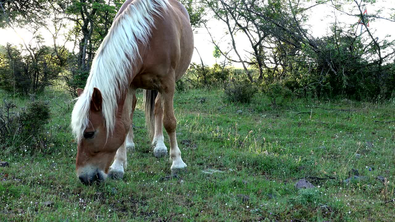 풀에 있는 야생 말