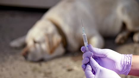 el veterinario se está preparando para inyectar a un perro