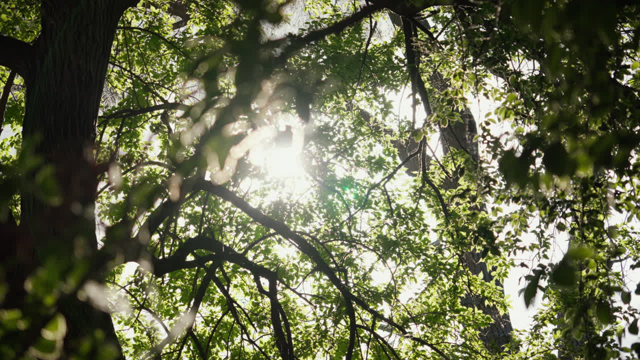 빛이 활기찬 초록색 나무 잎자루를 고